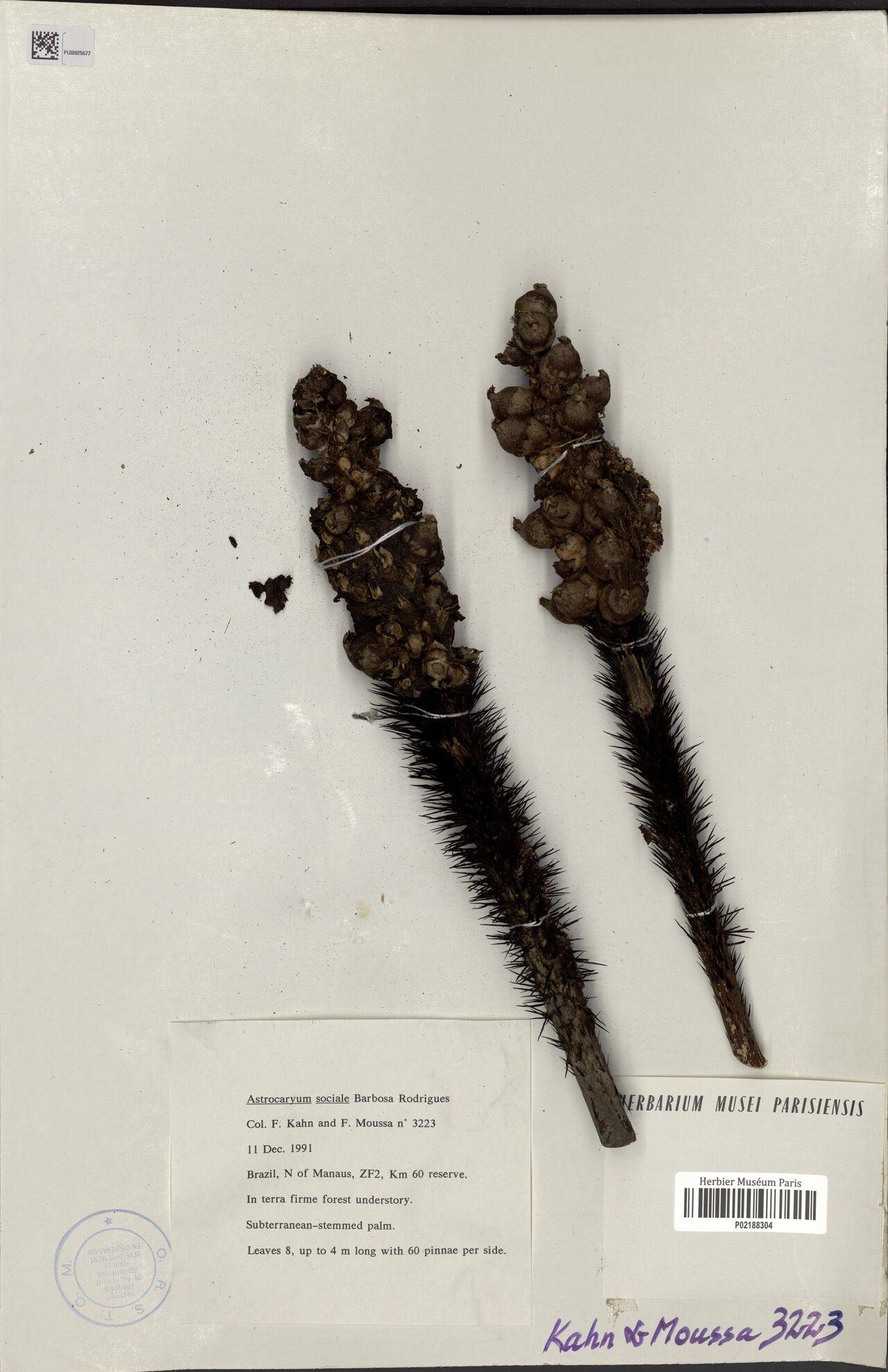 Astrocaryum sociale fruit