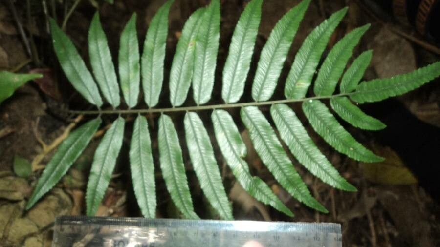 Diplazium obscurum — houseplant care guide