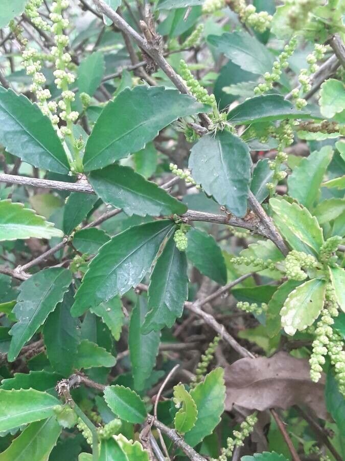 Acalypha siamensis — search result for 'Thailand'