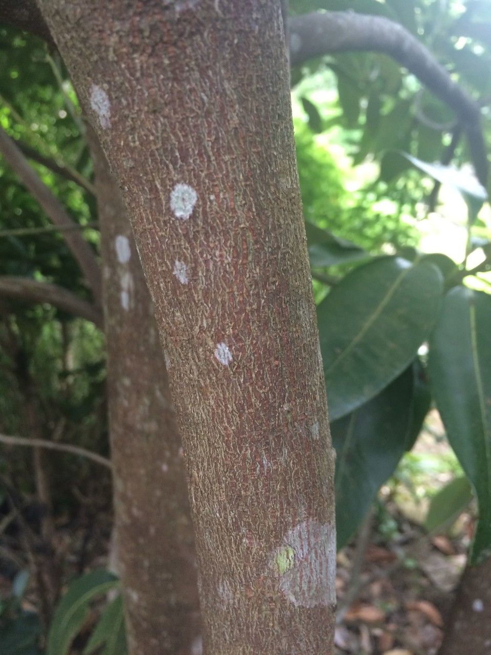 Sideroxylon cinereum bark