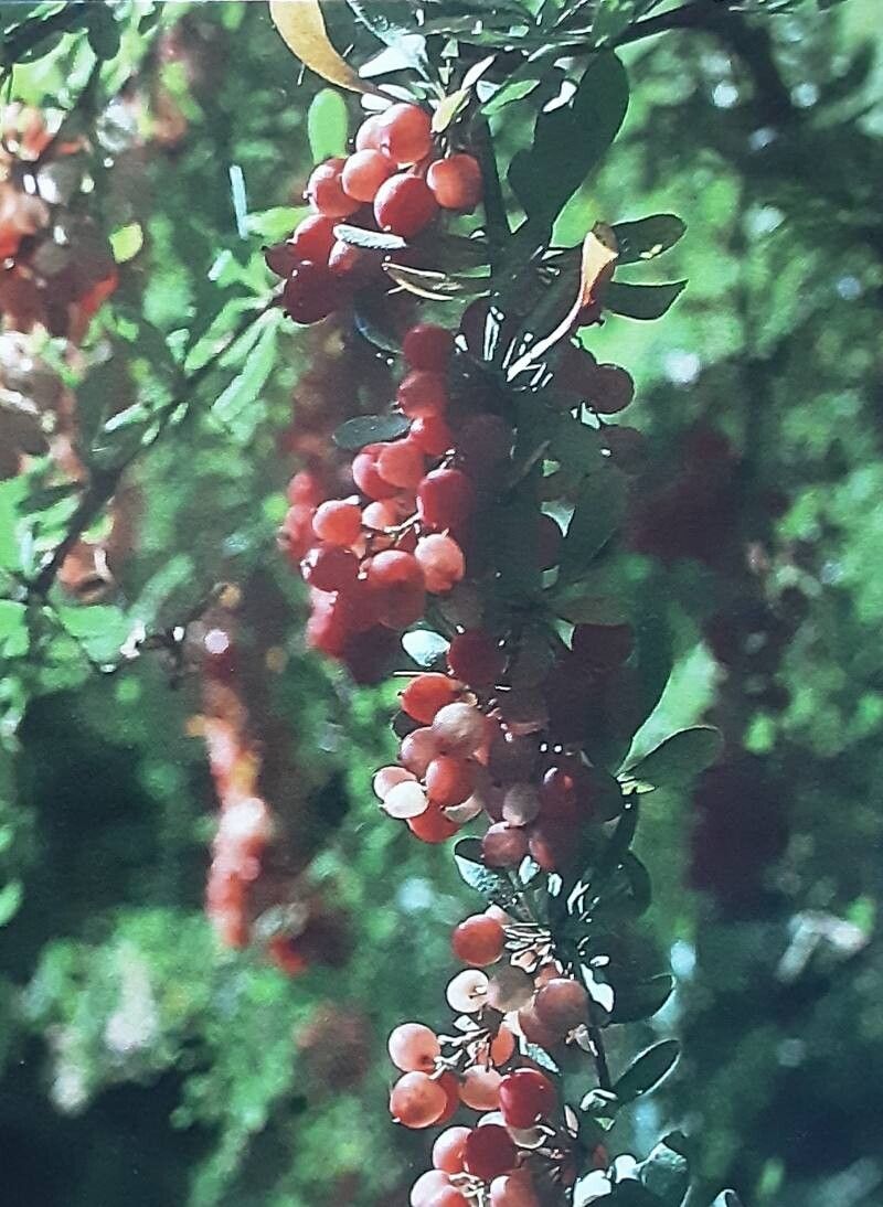 Berberis wilsoniae fruit