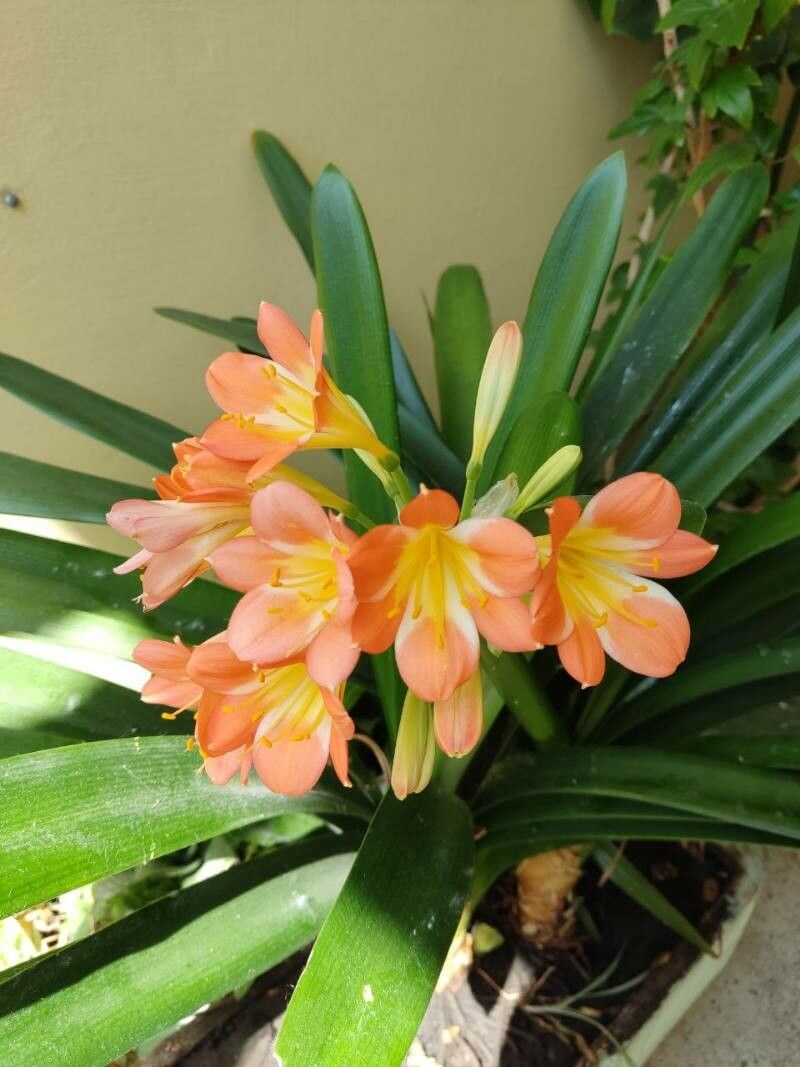 Clivia x cyrtanthiflora flower