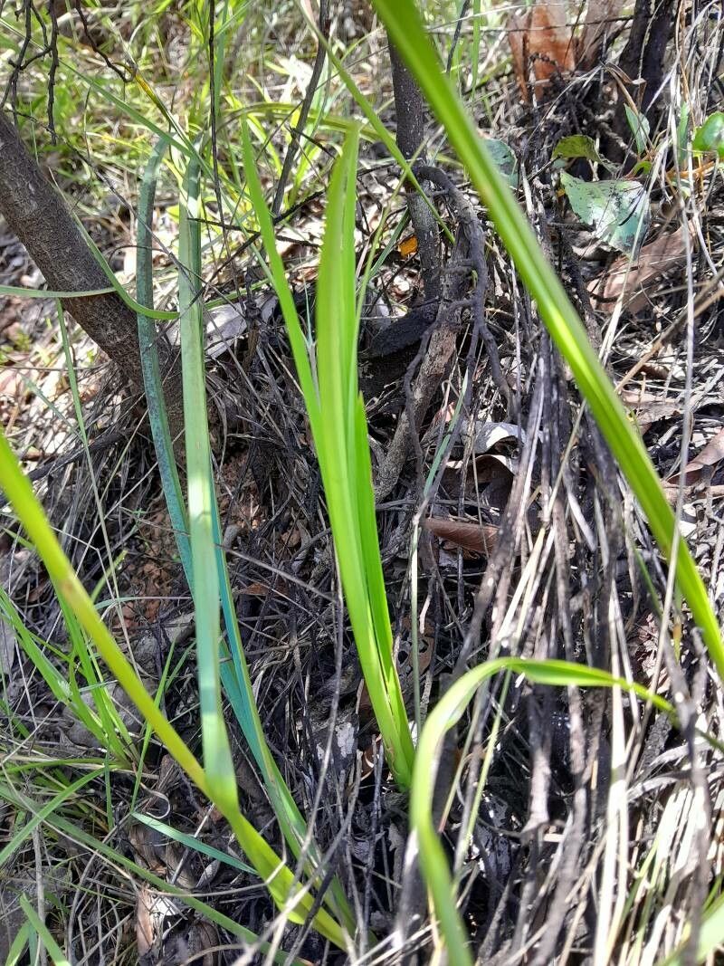 Scleria bulbifera — houseplant care guide