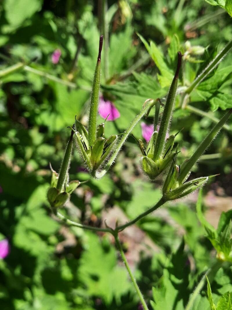 Geranium psilostemon fruit