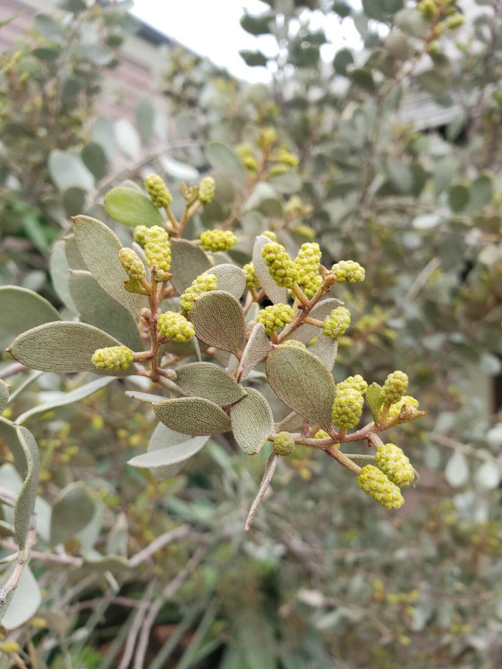 Acacia craspedocarpa flower