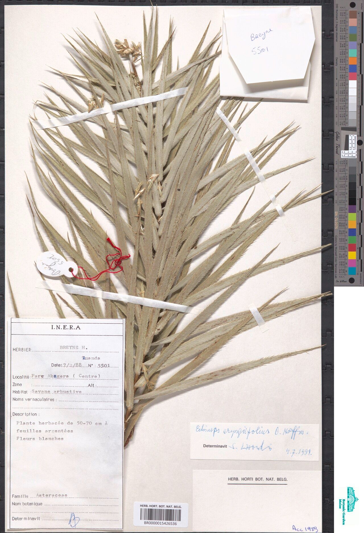 Echinops eryngiifolius — search result for 'Echinops'