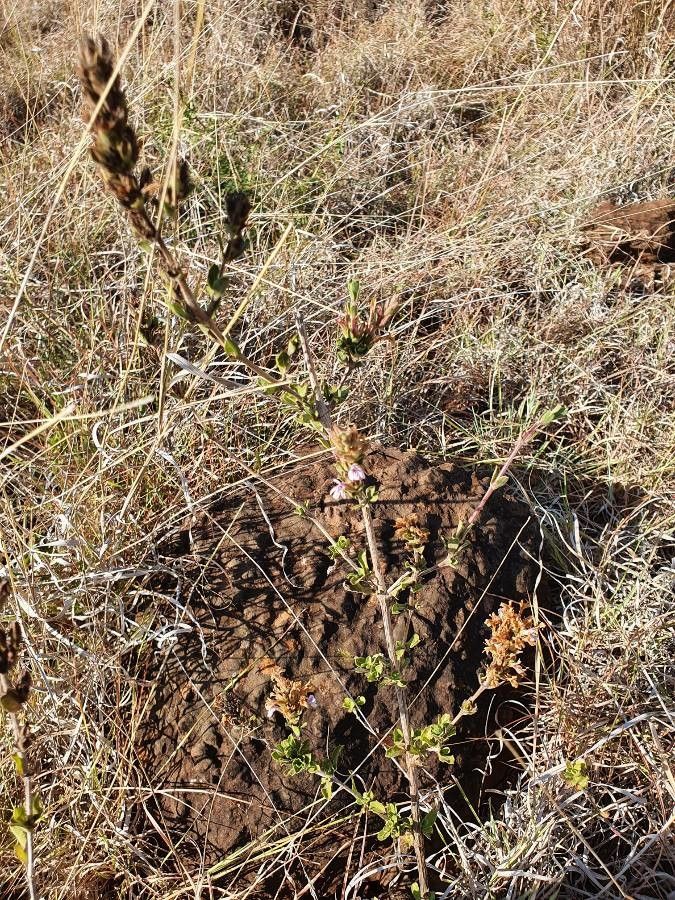 Dyschoriste hildebrandtii habit