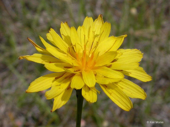 Microseris howellii flower