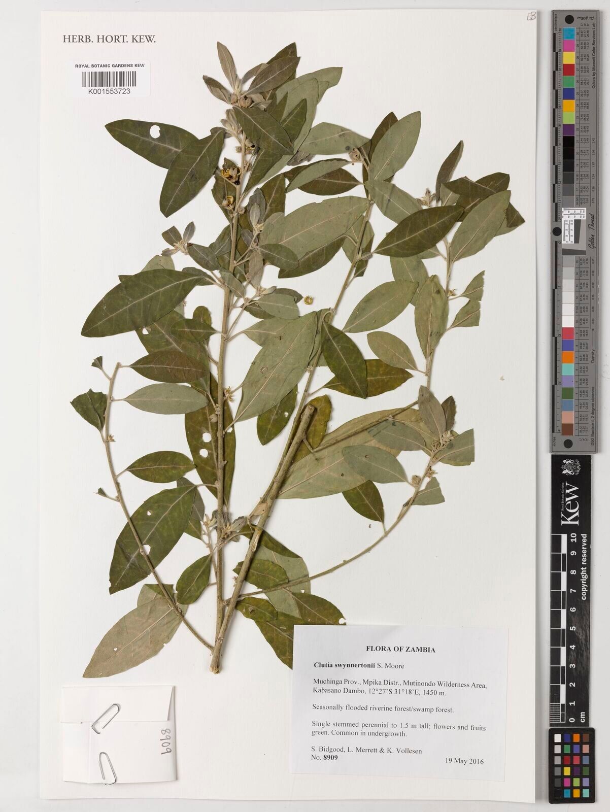 Clutia angustifolia — related species from the same genus