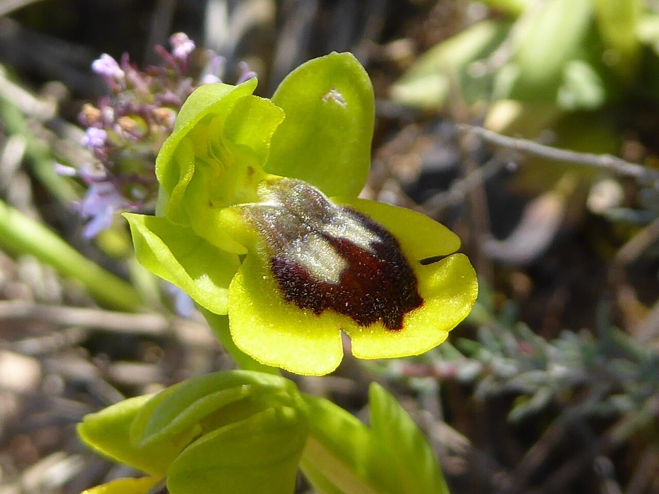 Ophrys lutea flower