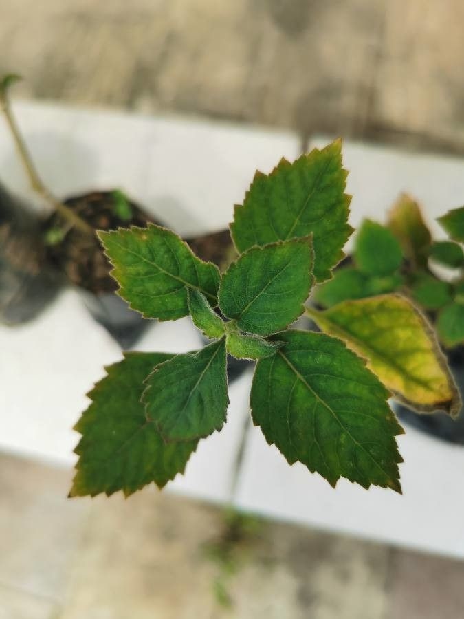 Pogostemon cablin — search result for 'Sri Lanka'