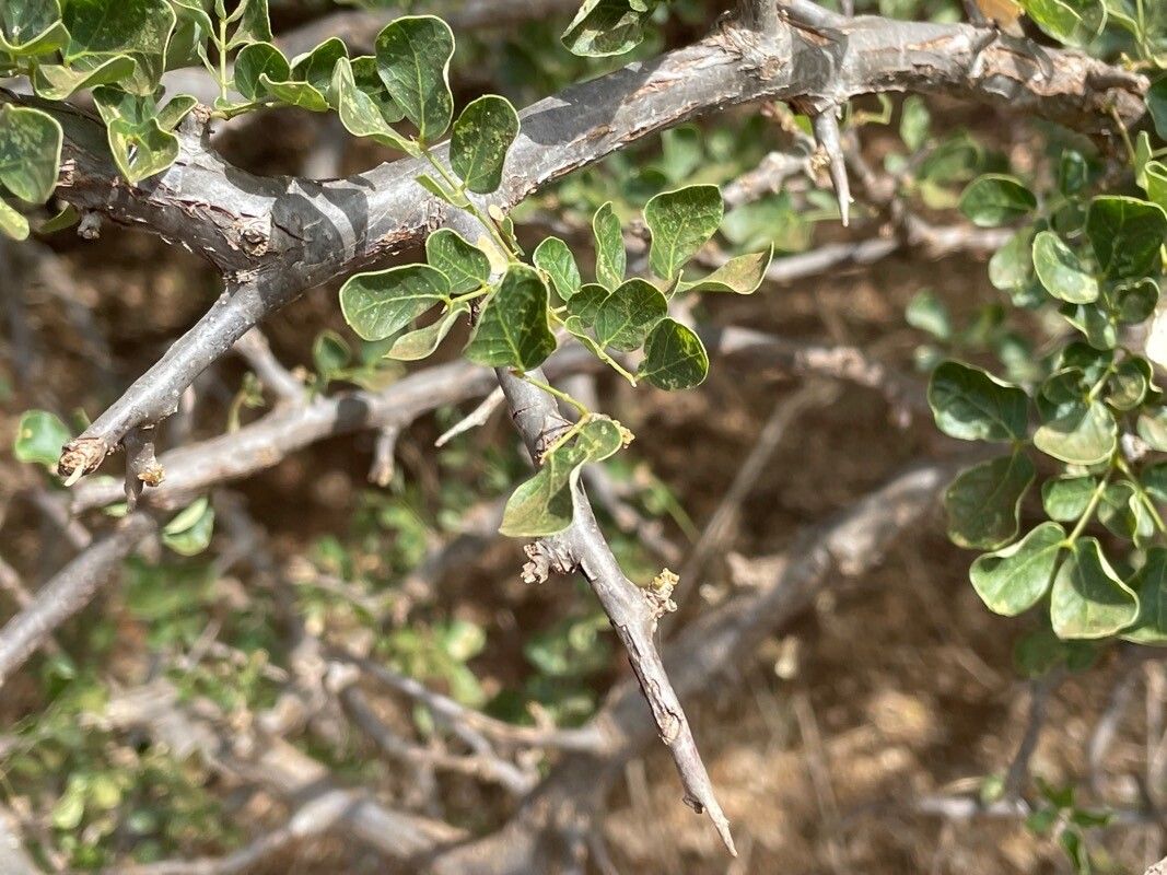 Albizia anthelmintica bark