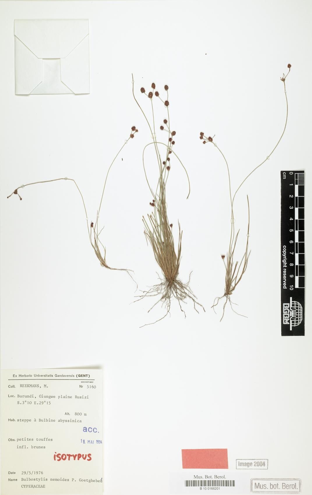 Bulbostylis nemoides — houseplant care guide