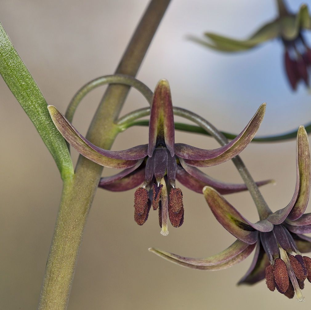 Fritillaria brandegeei flower