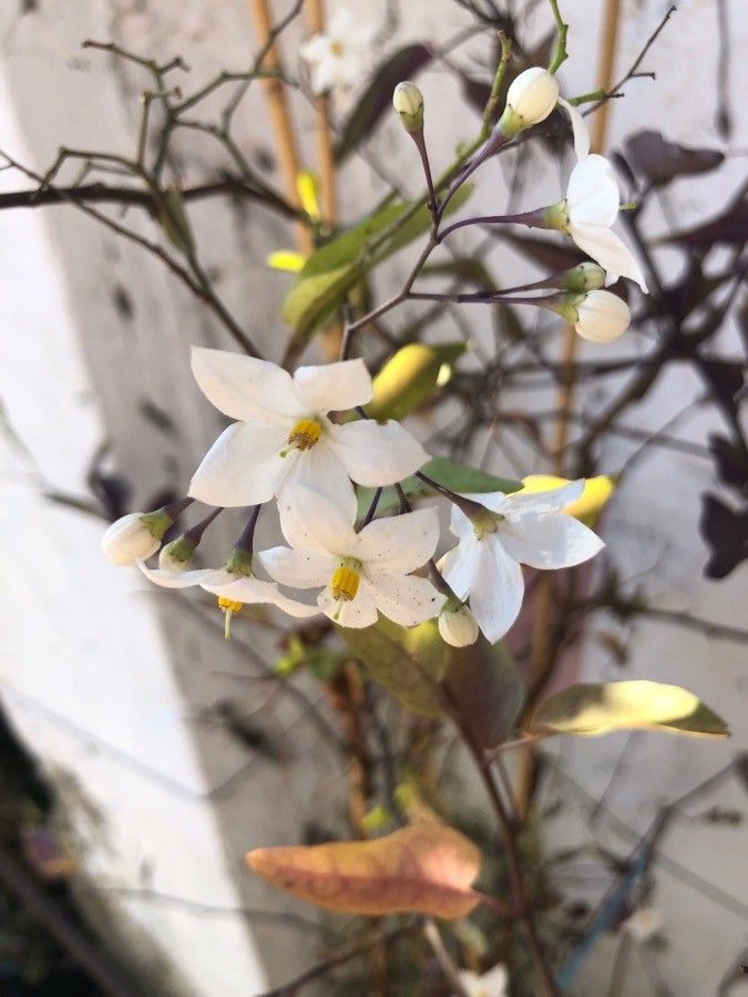 Solanum jasminoides flower
