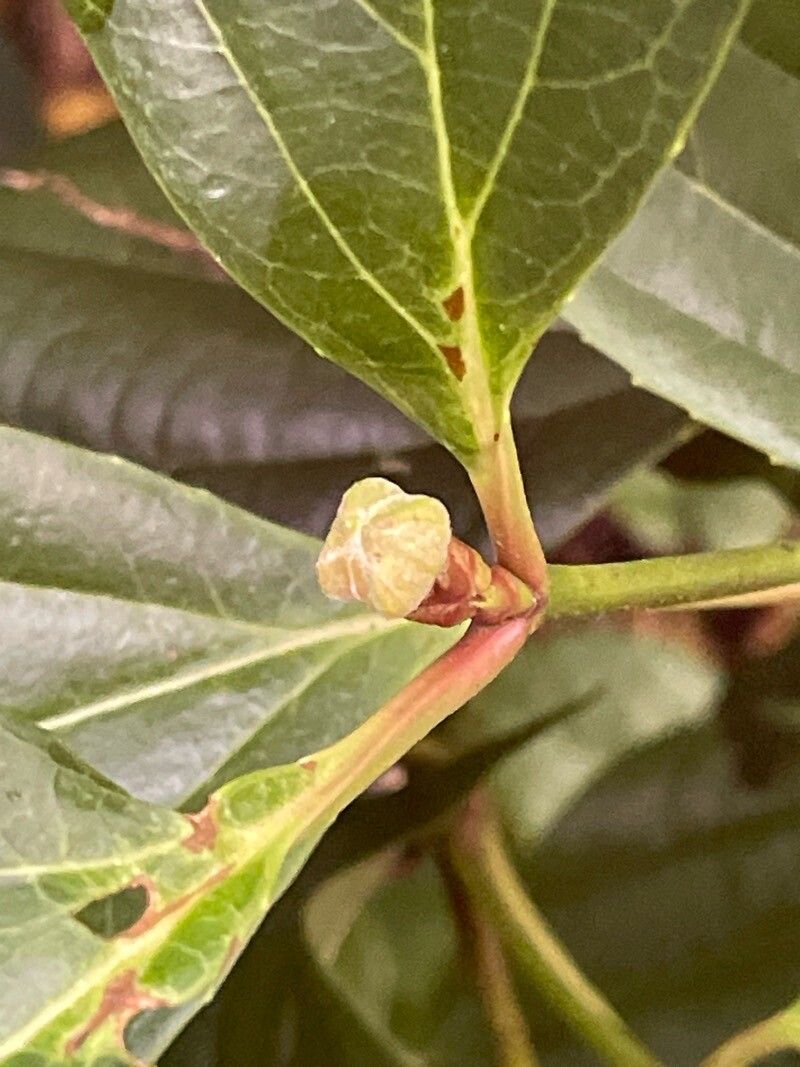 Viburnum davidi flower