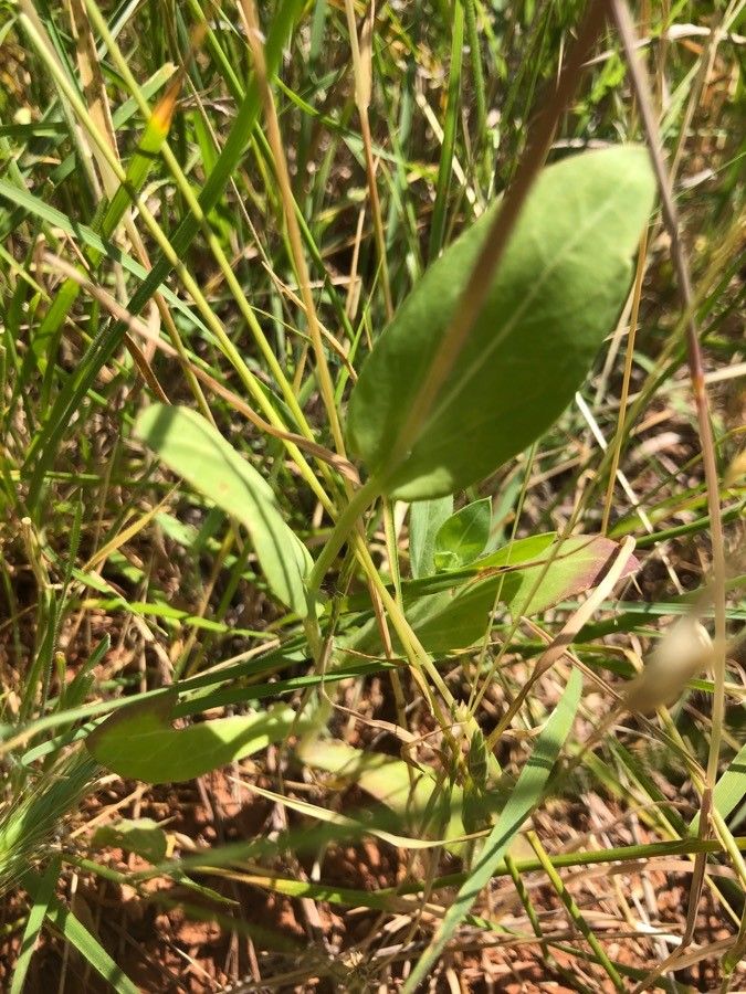 Amblyolepis setigera — houseplant care guide