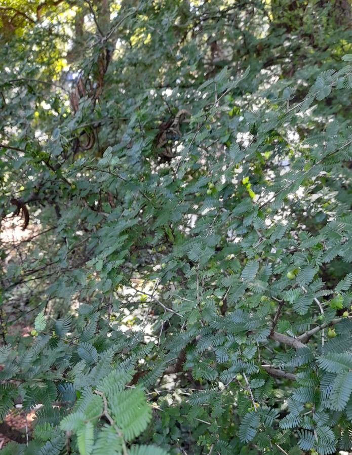 Porlieria microphylla other