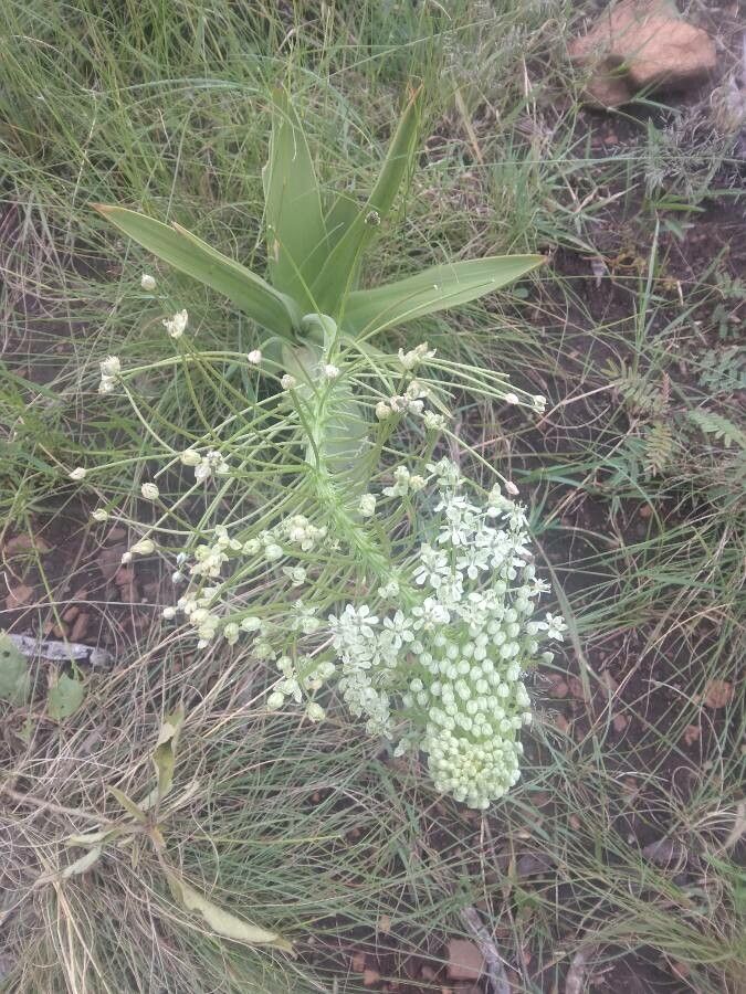 Schizocarphus nervosus — search result for 'Tanzania'