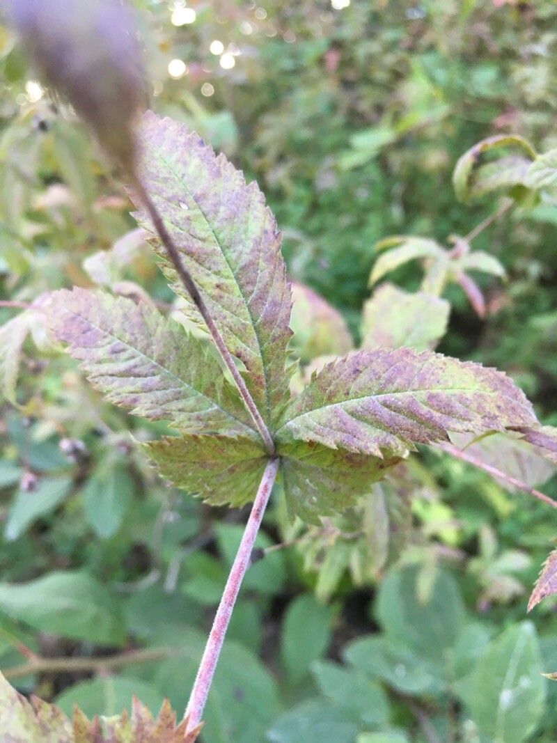 Gillenia stipulata — related species from the same genus