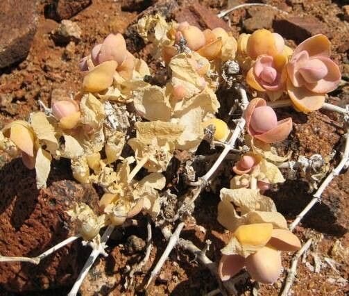 Mesembryanthemum sladenianum habit