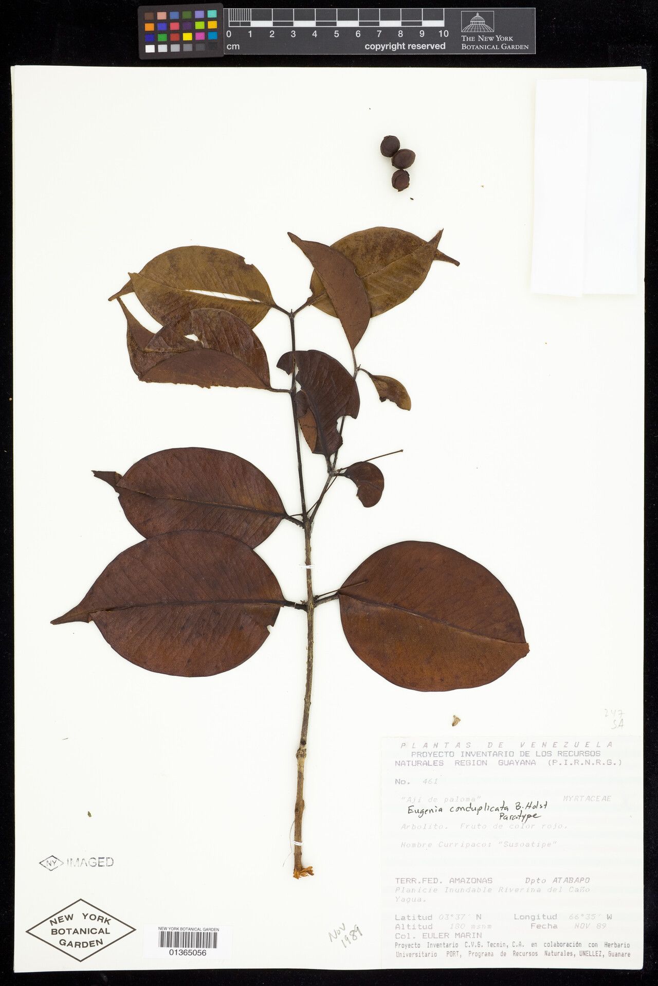 Eugenia conduplicata — houseplant care guide