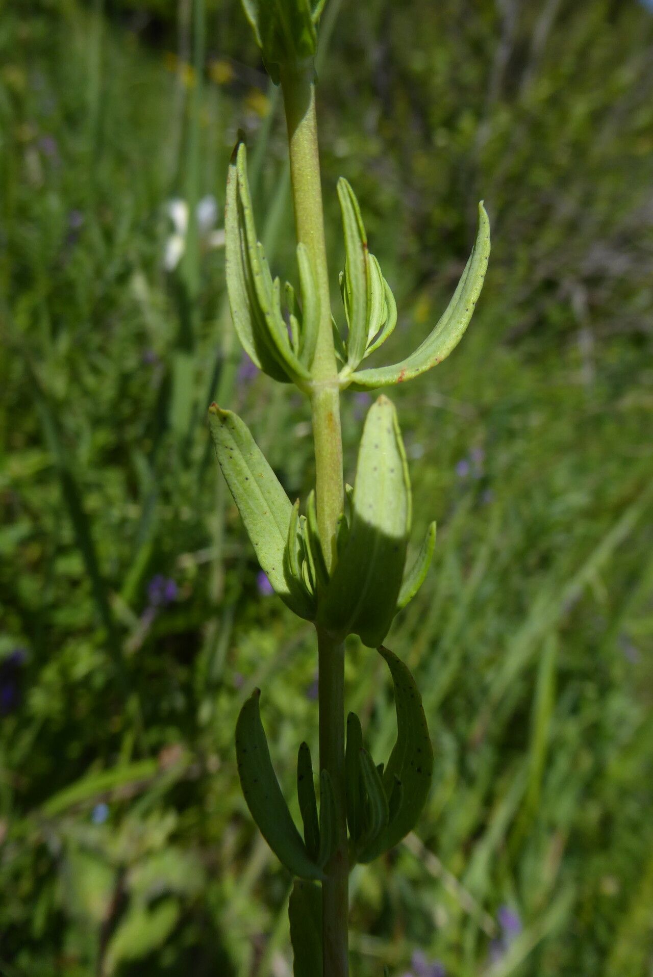 Hypericum elongatum — houseplant care guide