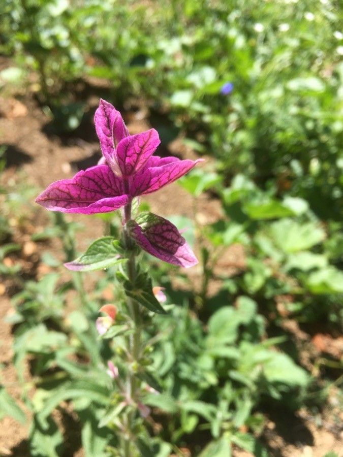 Salvia viridis flower