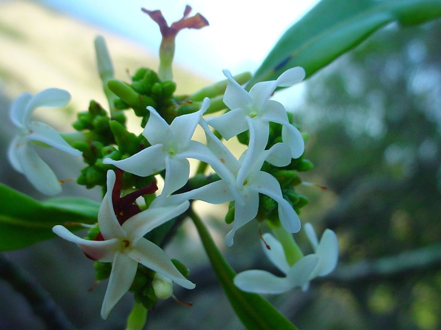 Ochrosia inventorum — houseplant care guide