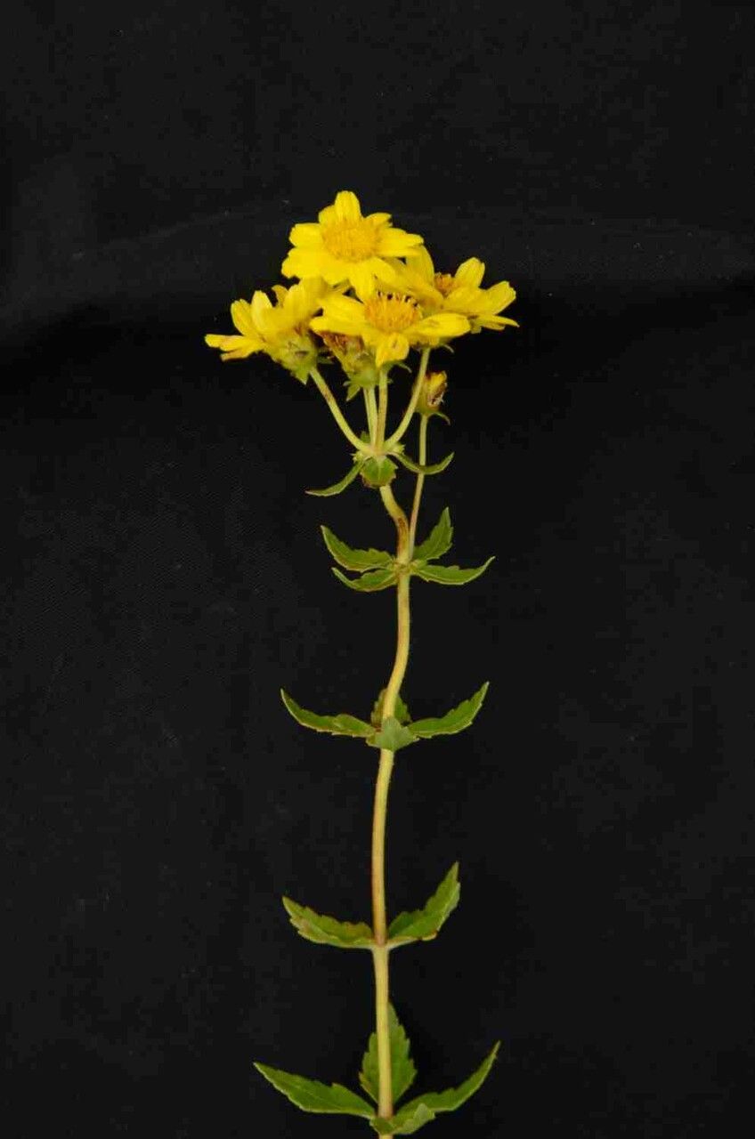 Calea quadrifolia flower