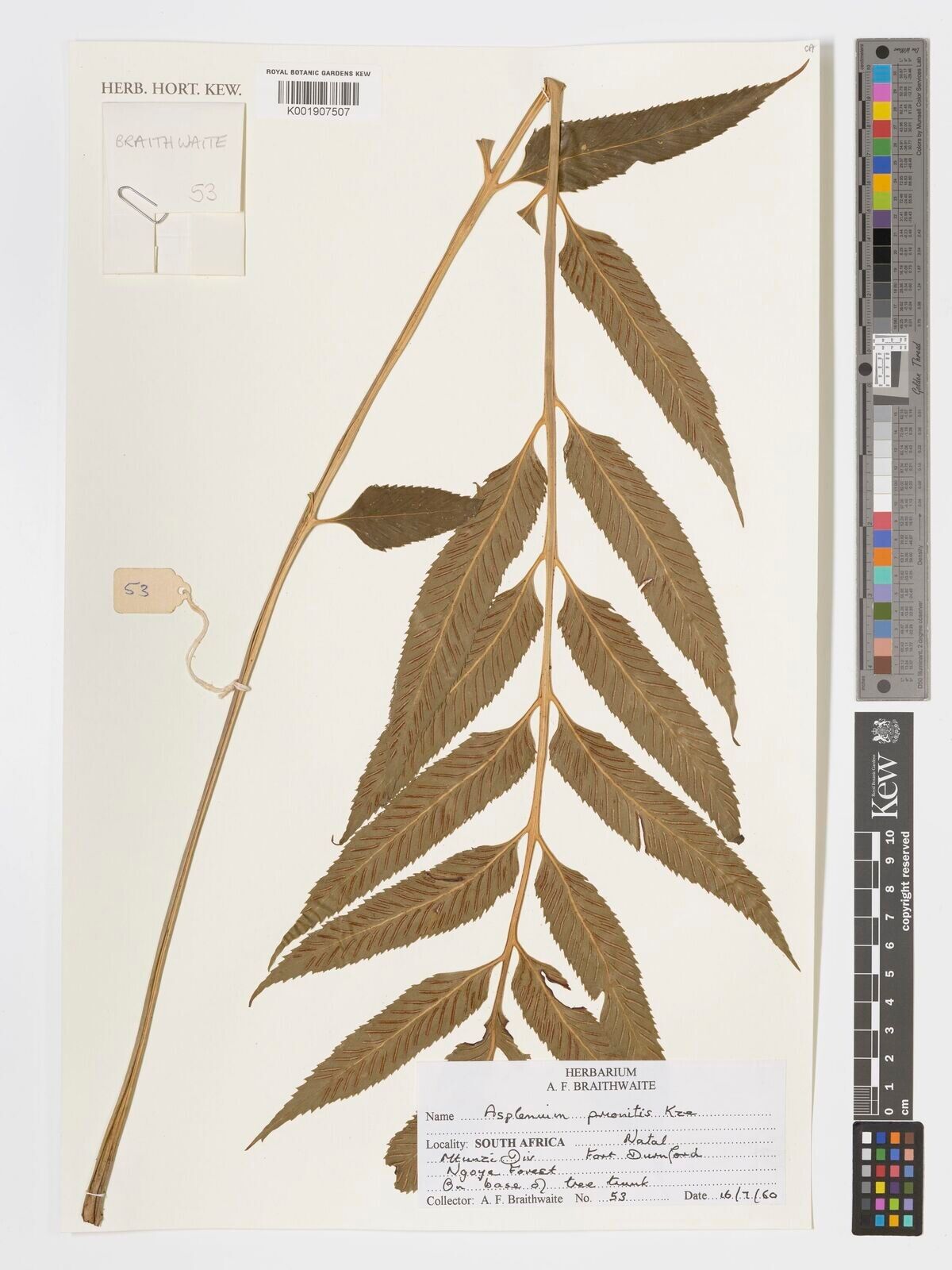 Asplenium prionites — houseplant care guide