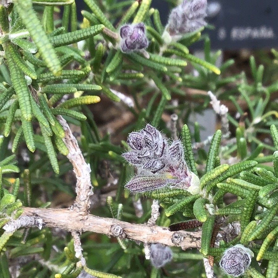 Rosmarinus eriocalyx flower