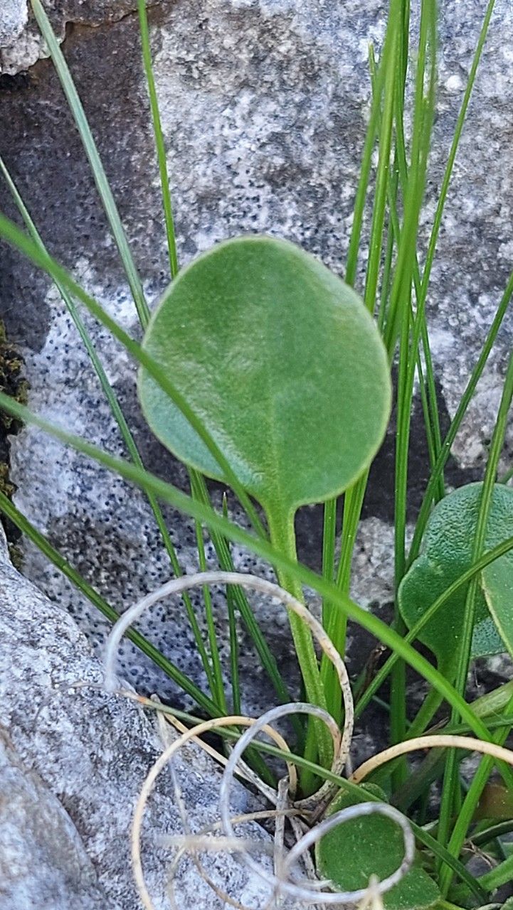 Globularia incanescens — houseplant care guide