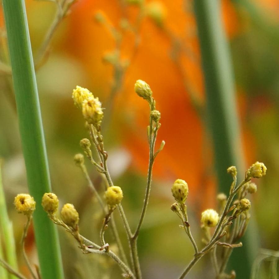 Pityopsis graminifolia flower