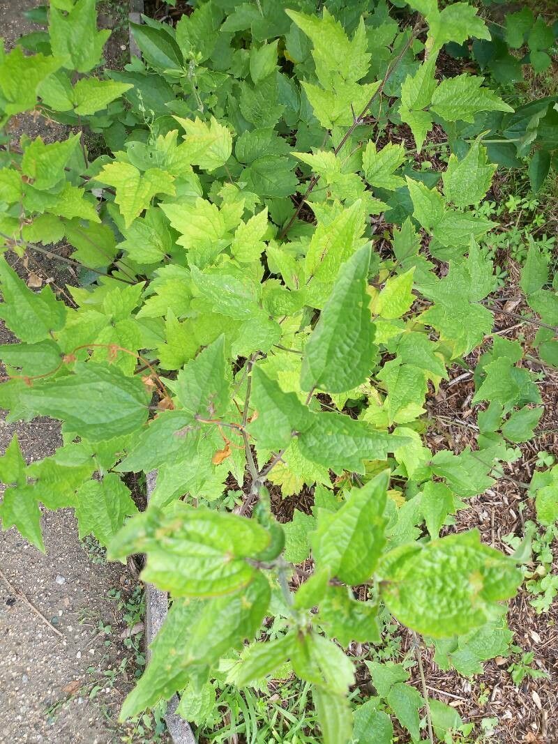 Clematis stans — search result for 'Clematis'