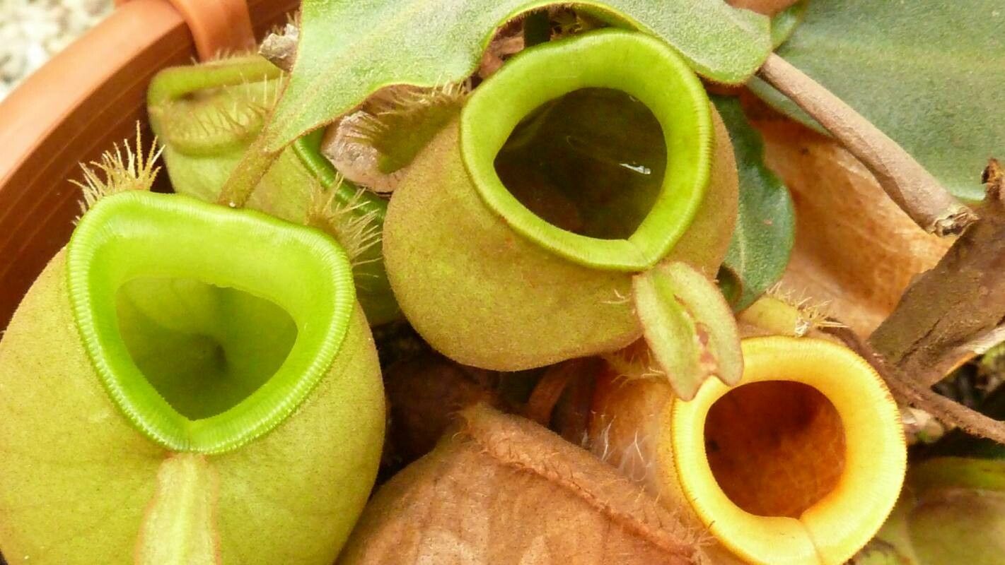 Nepenthes ampullaria flower