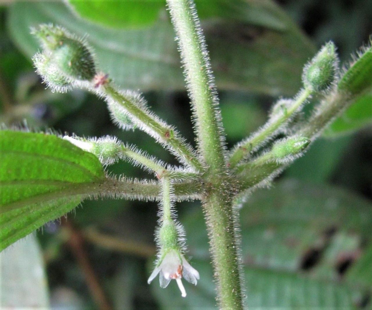 Clidemia davidsei — related species from the same genus