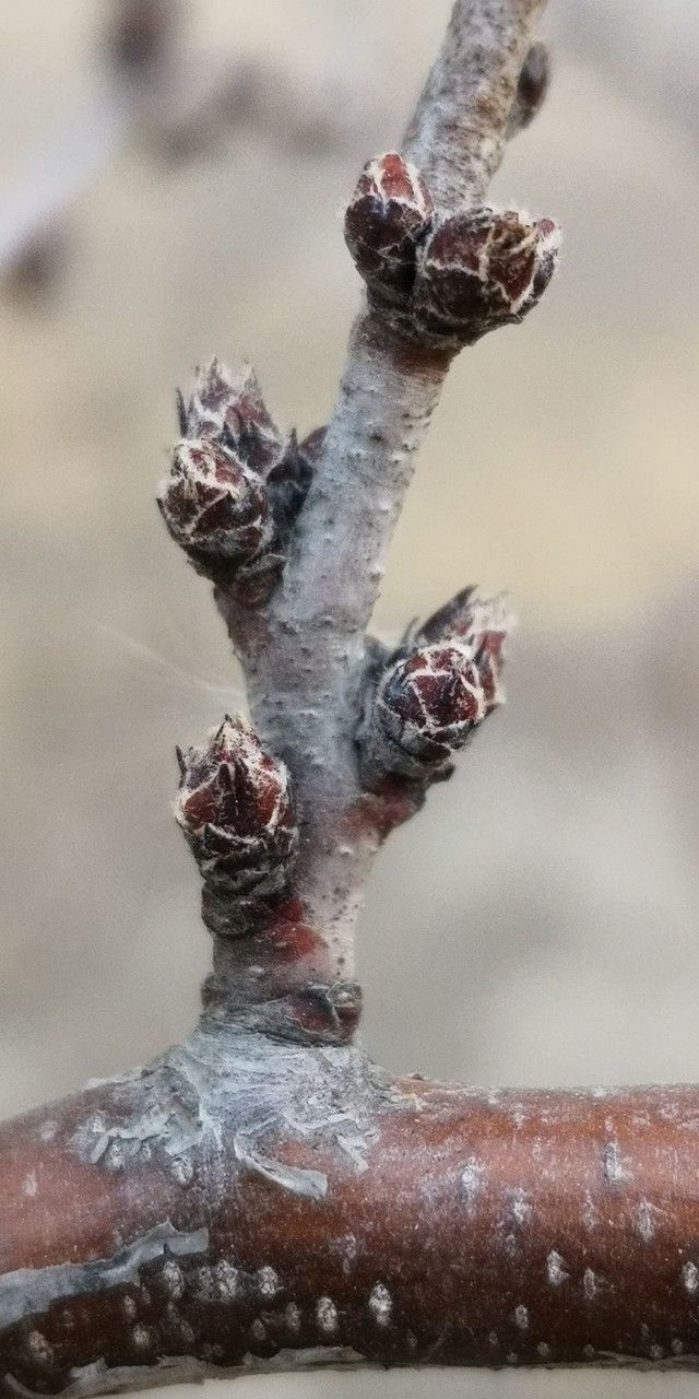Prunus davidiana flower