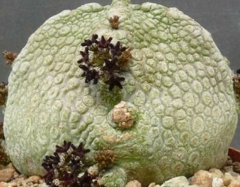 Pseudolithos harardheranus — houseplant care guide