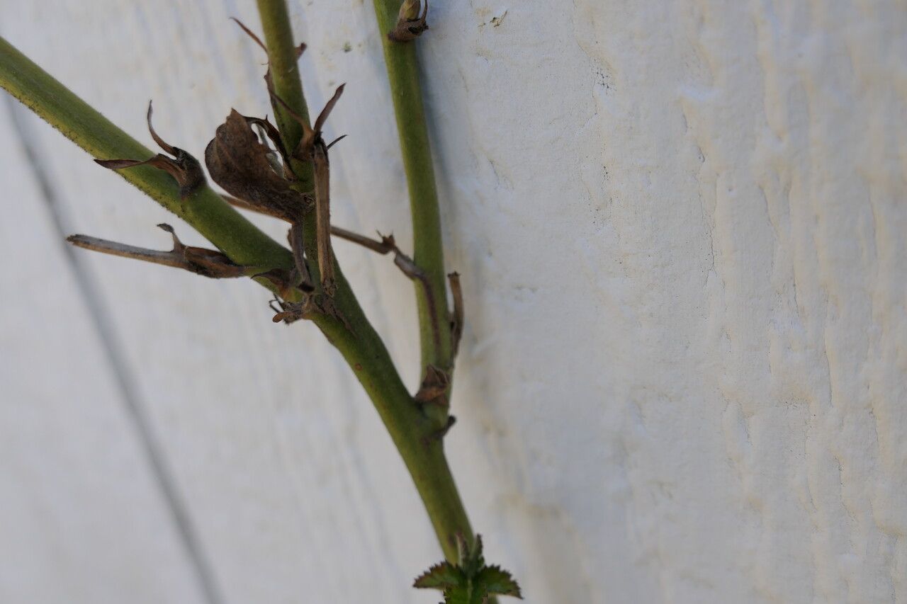 Rubus pensilvanicus bark