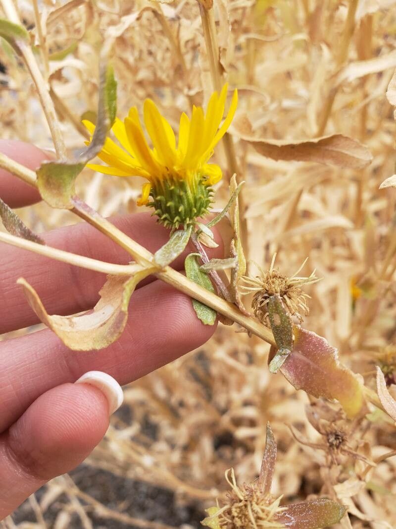 Grindelia subalpina flower