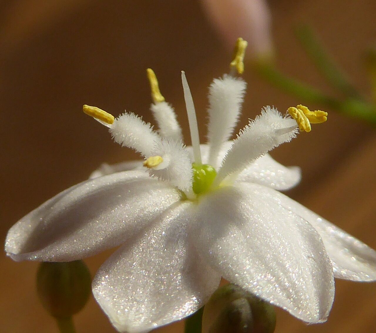 Simethis mattiazzii flower