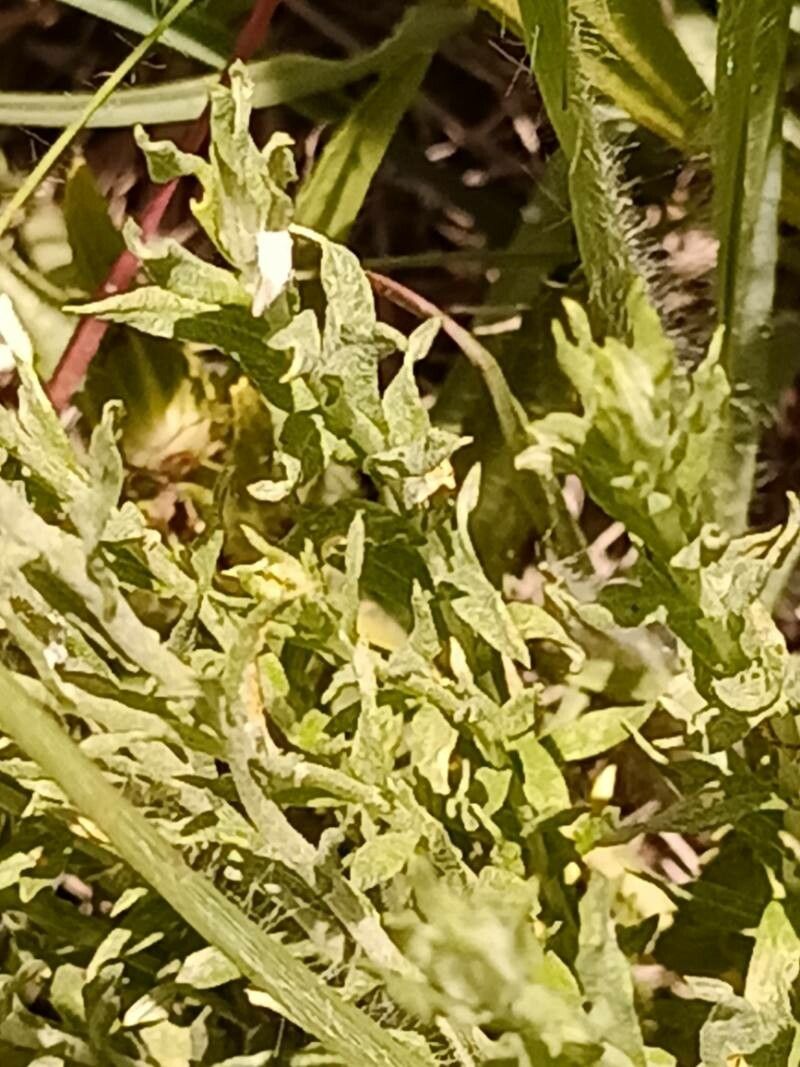 Helichrysum rugulosum bark