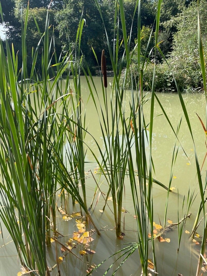 Typha angustifolia leaf