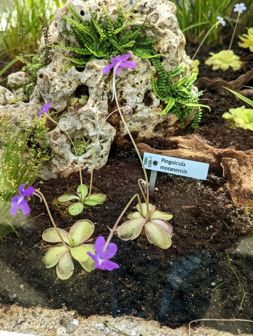 Pinguicula moranensis habit