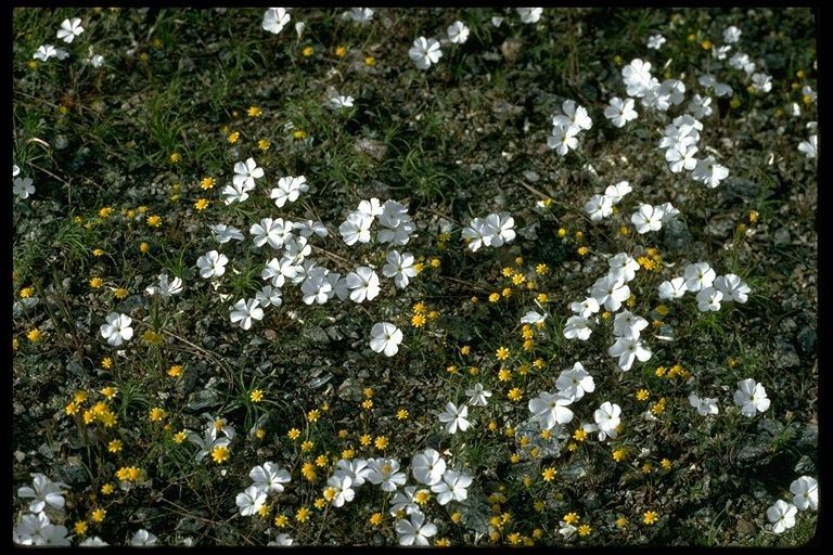Linanthus dichotomus habit