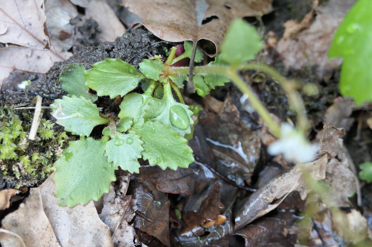 Saxifraga virginiensis — search result for 'Saxifraga'