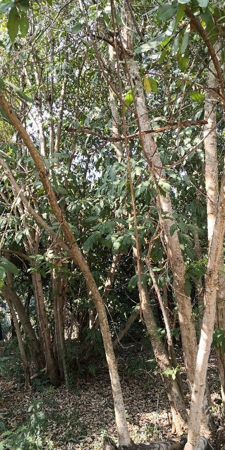 Croton laevigatus habit