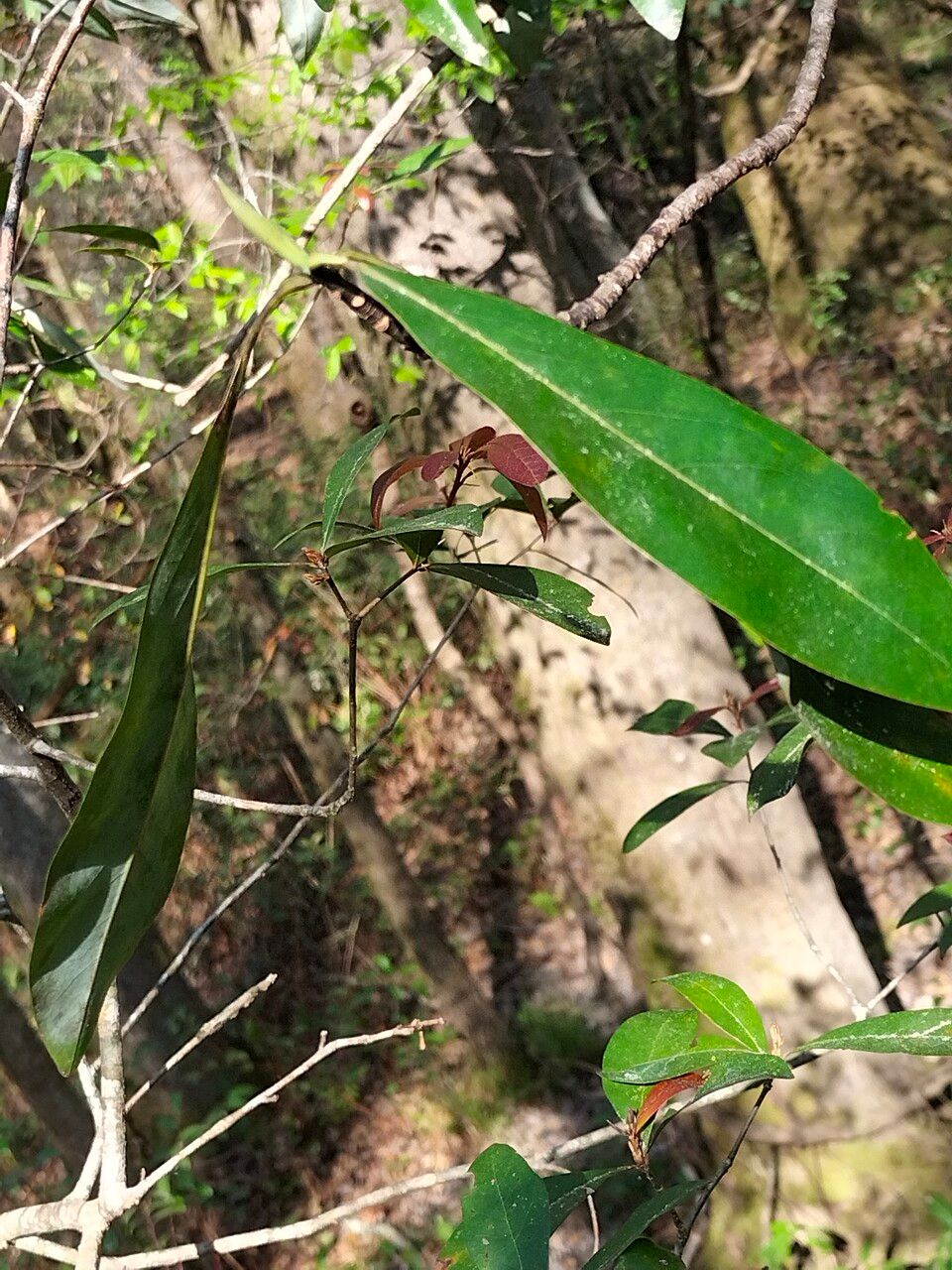 Symplocos tinctoria leaf
