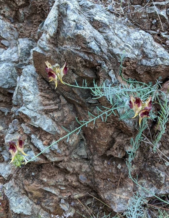 Linaria aeruginea habit